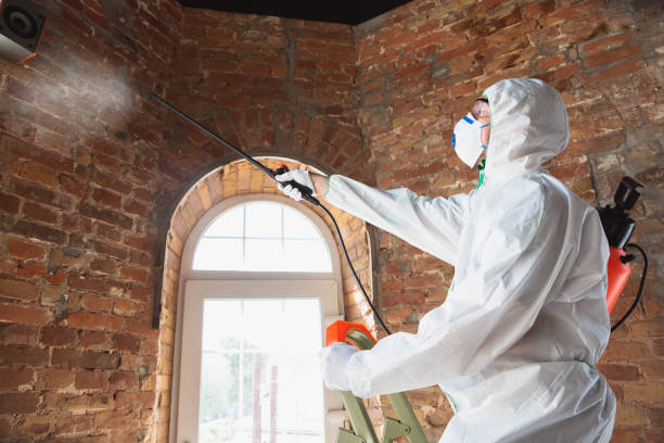 Best Mold removal after water damage  in Maud, TX